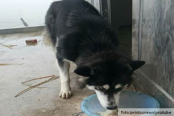 pas haski koji je skoćio vlasniku na glavu FOTO: asia wire