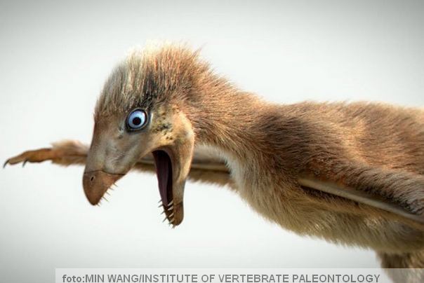 Ambopteryx longibrachium novootkrivena vrsta šišmiš dinosaur
