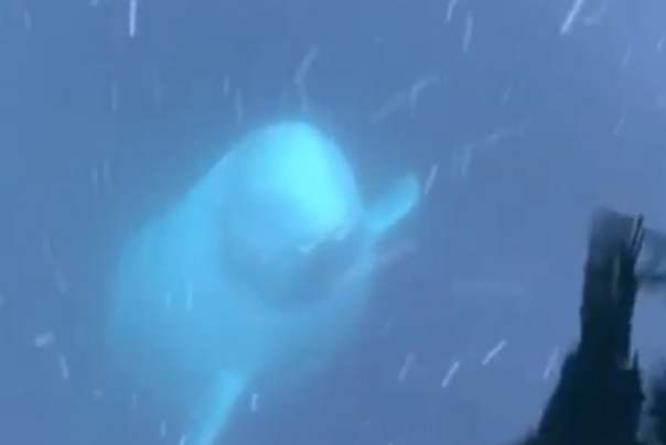 kit beluga vratio joj mobilni