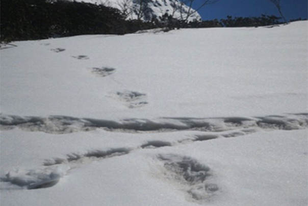 Navodni otisak stopala jetija