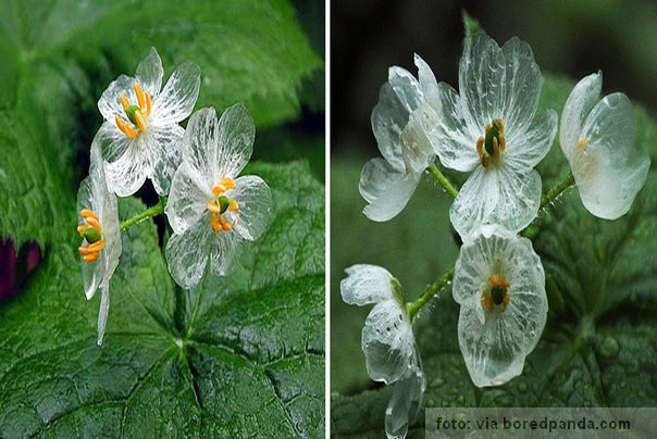 skeleton sveće posle kiše(slika levo) pre kiše (slika desno) skeleton sveće posle kiše(slika levo) pre kiše (slika desno)