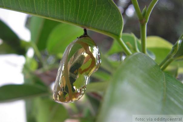 Mechanitis polimnia okačena visi na drvetu foto:melanie cook/Flickr
