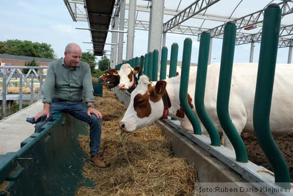 plutajuća farma krava Holandija
