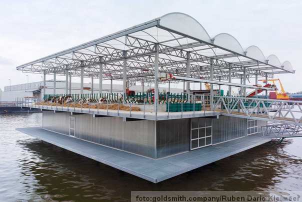 plutajuća farma krava Holandija