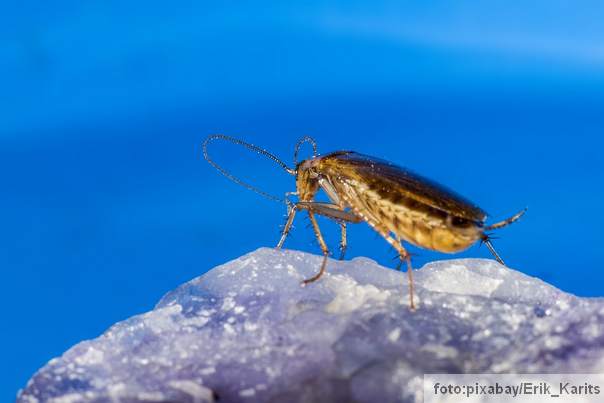 ZAŠTO bubašvabe mogu preživeti sve uslove?