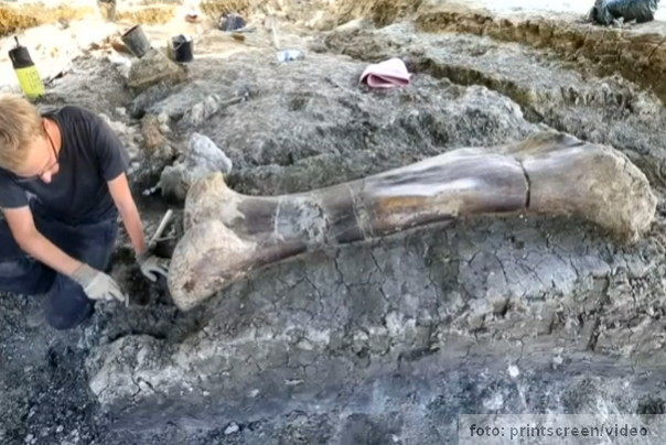 kost dinosurusa pola tone francuska