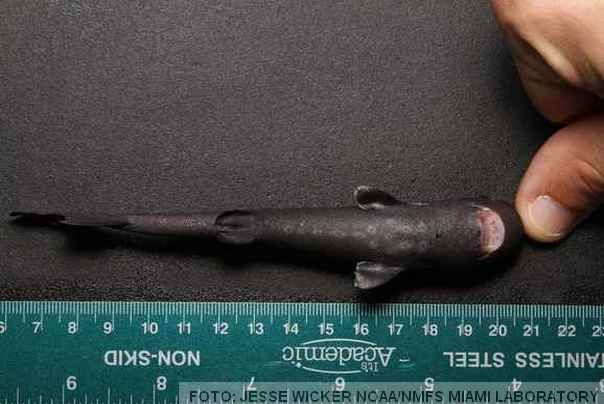 mini američka ajkula sl2