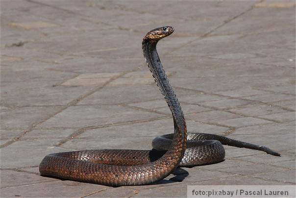 zmija životinja
