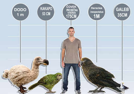 Herkules papagaj Heracles inexpectatus 