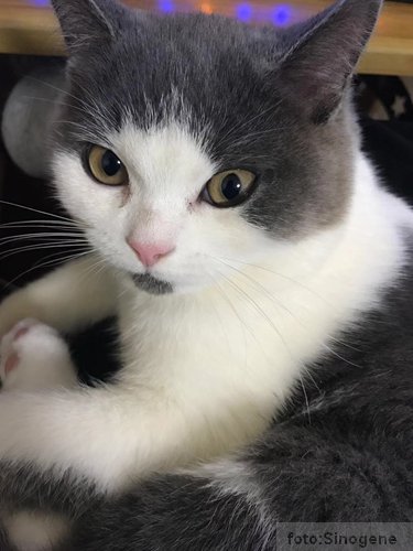 ORIGINAL mačka klonirane mačke