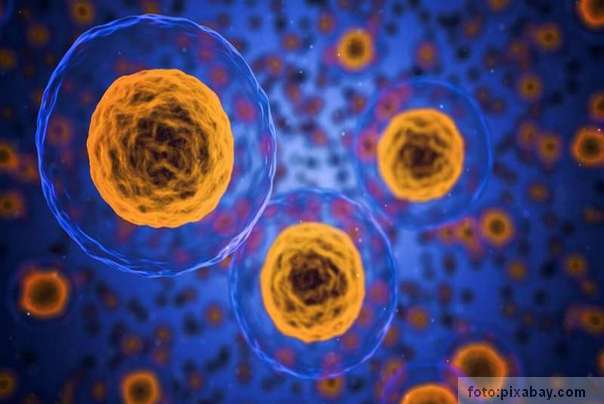 Ilustracija: ćelija