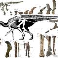 Kamuysaurus japonicus fosilni ostaci japan