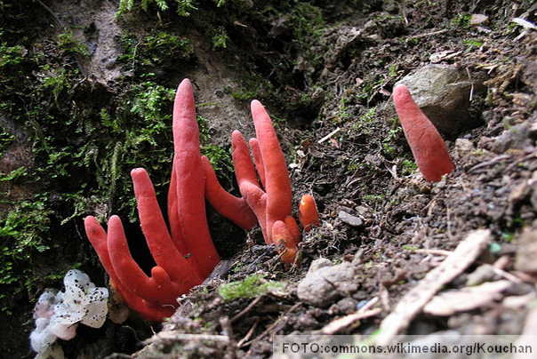 Podstroma cornu damae pečurka foto:Ray PALMER / JAMES COOK UNIVERSITY AUSTRALIA