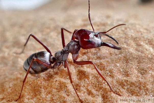 najbrži mrav Cataglyphis bombycina