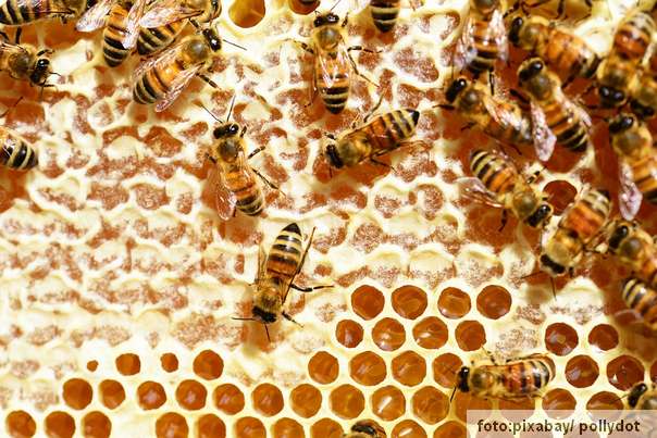 pčele med