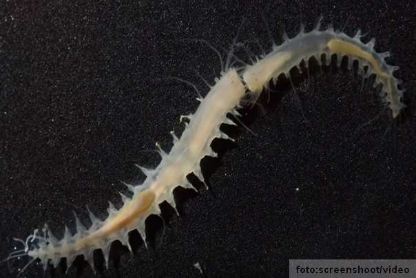 leocratides kimuraorum