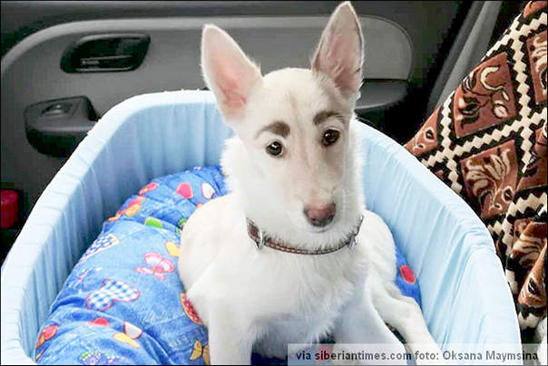 pas beti obrve čovek