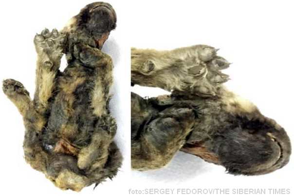 pas star 18000 godina 2 foto: Sergey Fedorov