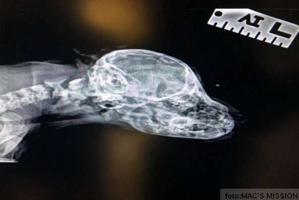 pas &scaron;tene s rogom