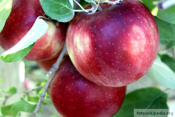 Cosmic Crisp može da stoji 12 meseci