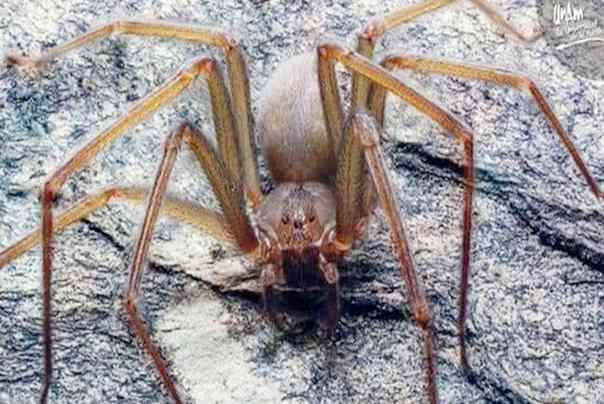 Loxosceles tenochtitlan