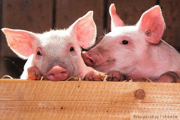 svinje