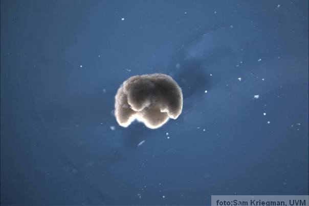 Quadruped zivi roboti