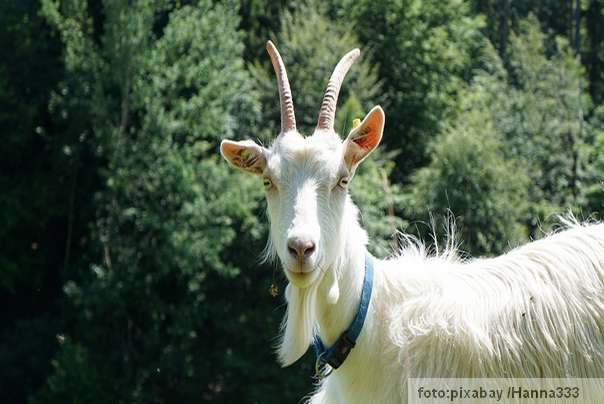 koza zivotinja