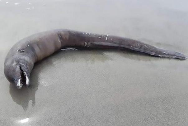 misteriozno stvorenje na obalama La Cruz de Huanacaxtle