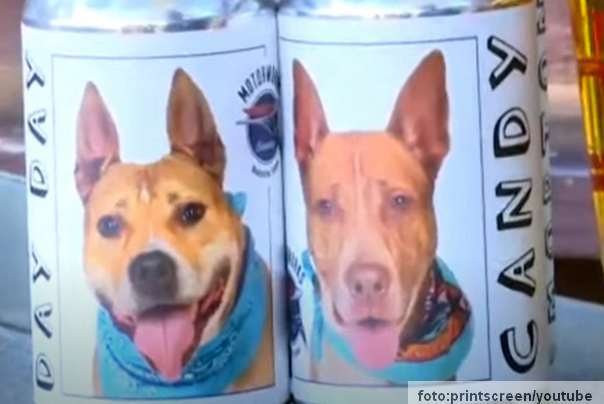  pas hazel na etiketi konzeve piva