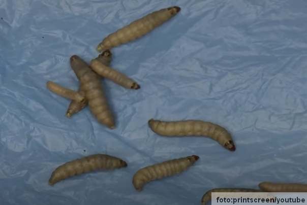 bele gusenice plastika