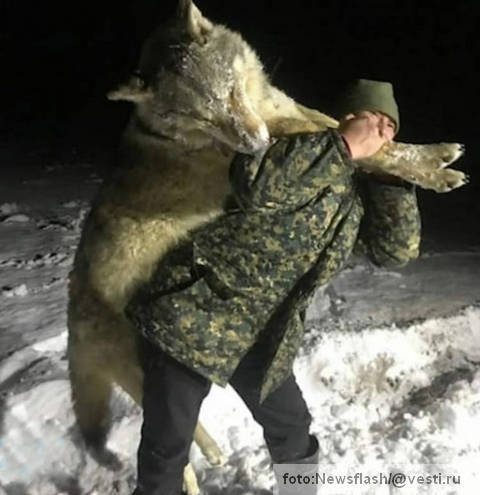 dzinovski vuk rusija 