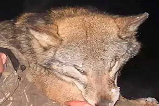 dzinovski vuk iz republike Baškortostan rusija