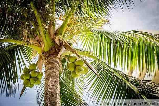 kokosova palma kokosi