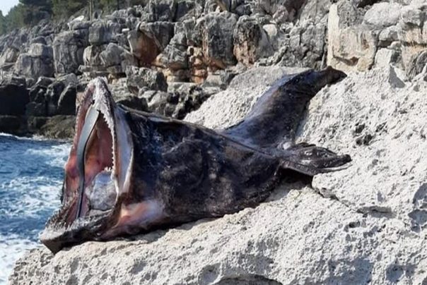 grdobina riba dubrovnik