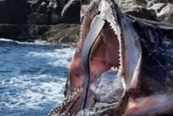 grdobina riba vrag dubrovnik