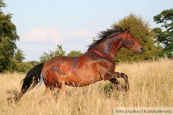 kloniranje konja dnk