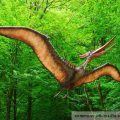 Pteranodon