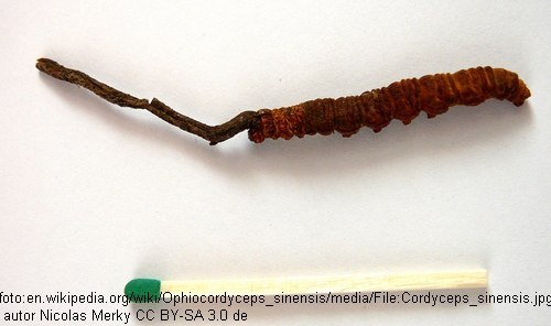 1 Yartsa Gunbu GLJIVA