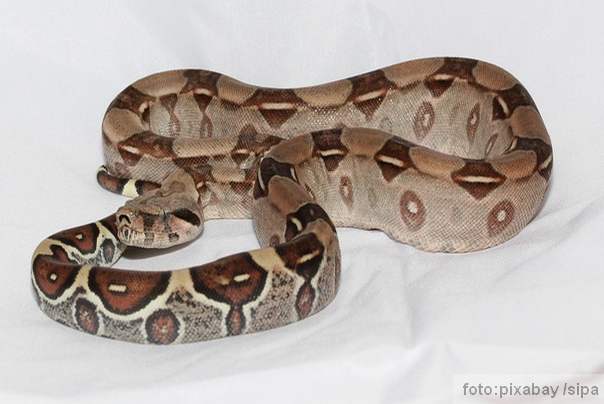 zmija životinja1