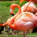 flamingo