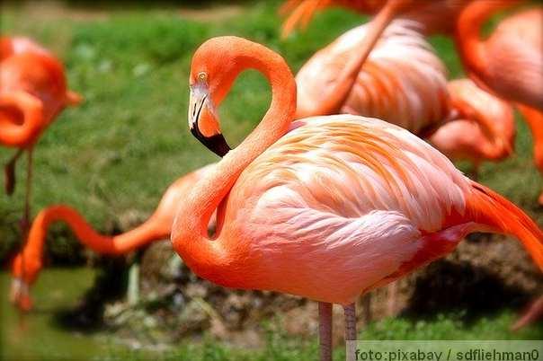 flamingo