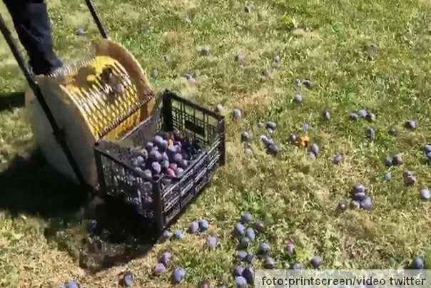 mašina za skupljanje šljiva