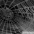 paukova mreža