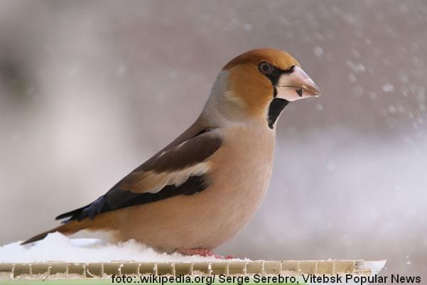 Obična batokljun ptica