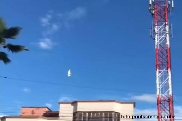 golub stoji u vazduhu