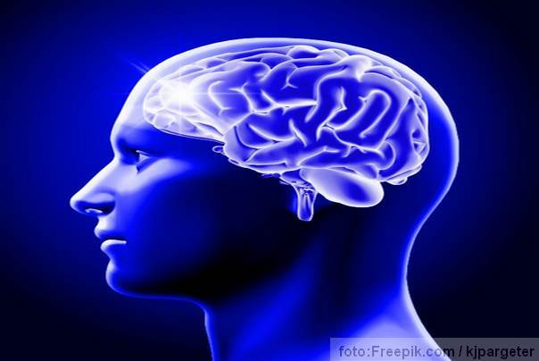 ljudski mozak