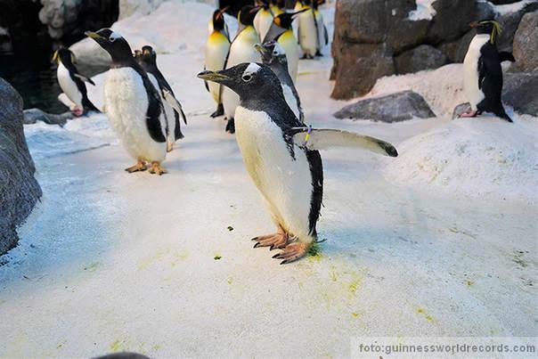 olde najstariji pingvin