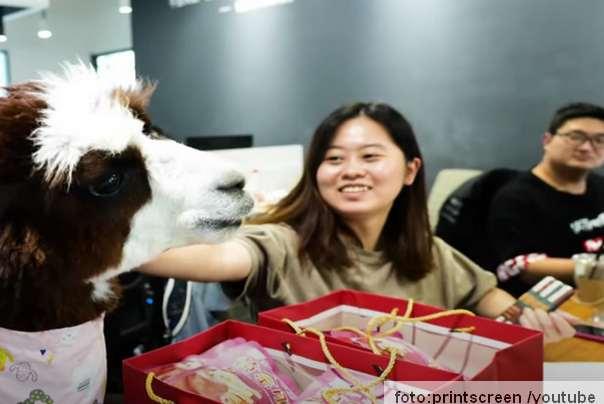 ljubimac kancelarija