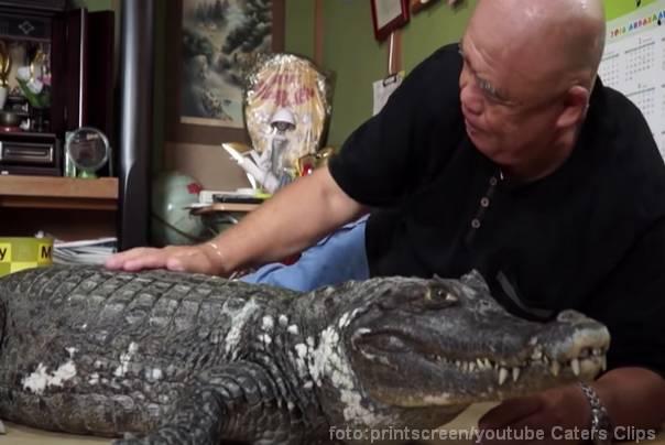 krokodil žvi kod njih 40 godina japan